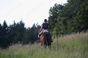 Reitbeteiligung Dressurpferd Springpferd Pony Bild 8