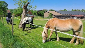 Reitbeteiligung Dressurpferd Springpferd Pony Bild 4