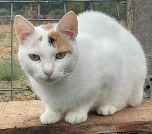 Valea - vom Schatten ins Licht, Traumkatze sucht liebevolles Zuhause mit Freigang