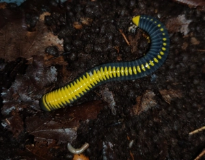 Salpidobolus sp. Line Avatar - Tausendfüßer - Asseln - Terrarium - image 3