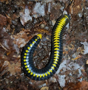 Salpidobolus sp. Line Avatar - Tausendfüßer - Asseln - Terrarium