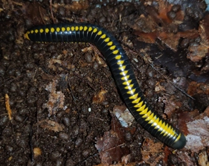 Salpidobolus sp. Line Avatar - Tausendfüßer - Asseln - Terrarium - image 4
