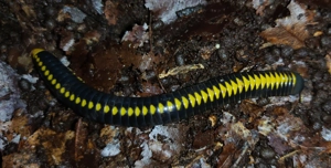 Salpidobolus sp. Line Avatar - Tausendfüßer - Asseln - Terrarium - image 2