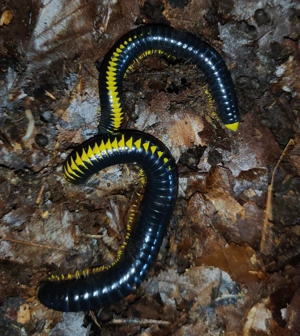 Salpidobolus sp. Avatar - Tausendfüßer - Asseln - Terrarium Bild 3
