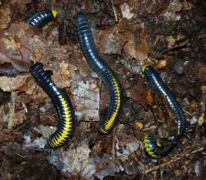 Salpidobolus sp. Avatar - Tausendfüßer - Asseln - Terrarium Bild 2