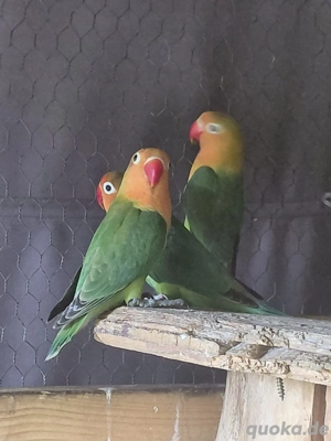 Agaponiden abzugeben 