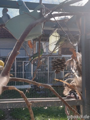 2,2 Singsittiche abzugeben Bild 2