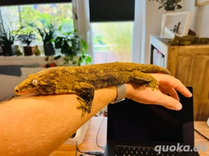 0.1 R. leachianus Yate adult NZ 2021