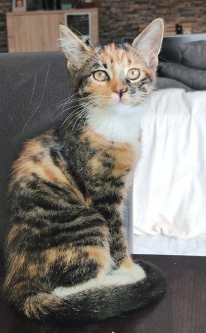 Kätzchen suchen ein neues, liebevolles zu Hause