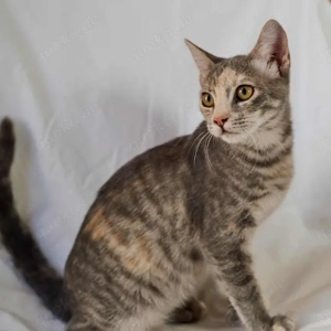 Jai, freundliches Kuschelkätzchen, ca. 8 Monate *Tierschutz* *in 85591 Vaterstetten*rstetten