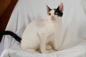 Janosch, kleiner Pirat, ca. 7 Monate *Tierschutz*