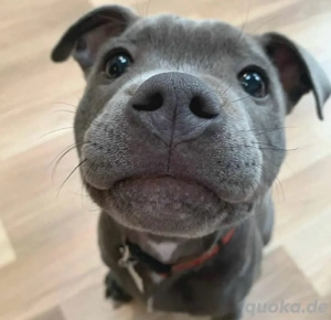 Suche American Bully 