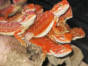 Farbintensive Bartagamen rot und citrus - rot Mix ca. 23 - 25 cm (Versand möglich)