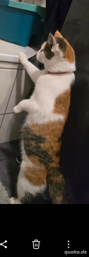 zwie hunde eine katze zu vermitteln 