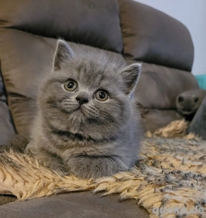 BKH Kitten in Dornbirn.