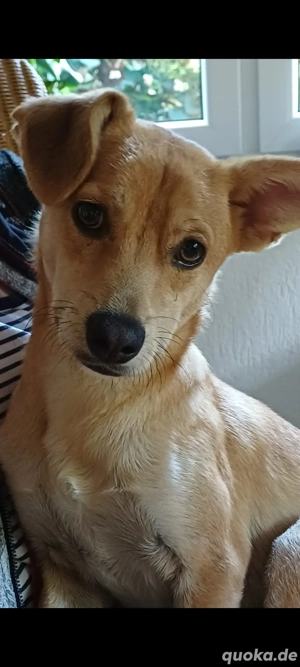 Foxi sucht eine liebevolle Familie