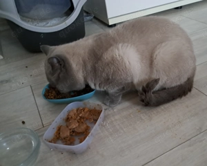 BKH blaue point  Bild 2