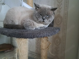 BKH blaue point  Bild 3