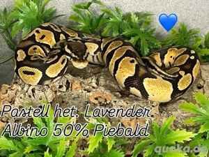 Königspython  Bild 2