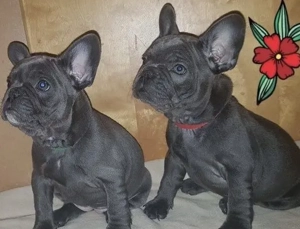 Französische Bulldoggen Welpen 