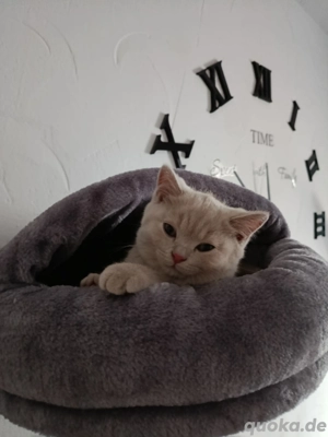 BKH Kitten Reinrassige 