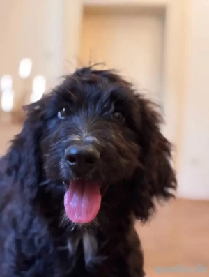 Aussiedoodle-Top Familienhund