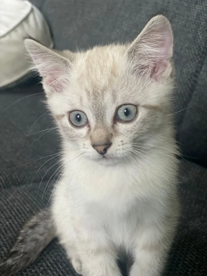 Bkh  Siam liebevolle Kitten 