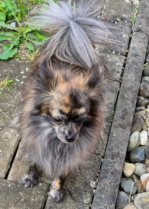 Wunderschöner kleiner Pomchi Rüde Bild 2