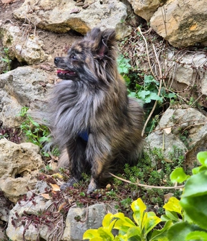 Wunderschöner kleiner Pomchi Rüde Bild 3