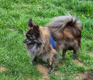 Wunderschöner kleiner Pomchi Rüde Bild 5