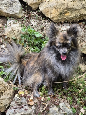 Wunderschöner kleiner Pomchi Rüde Bild 4