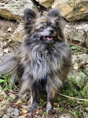 Wunderschöner kleiner Pomchi Rüde Bild 6