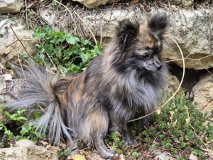 Wunderschöner kleiner Pomchi Rüde Bild 8