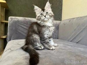 Wunderschöne Maine-Coon-Kitten 