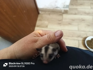 Sugar Glider Männchen 