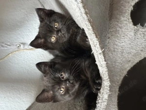Süße Bkh Kitten.Reinrassige.