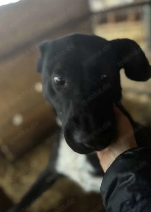 Amico ca. 47 cm   sehnt sich nach Wärme