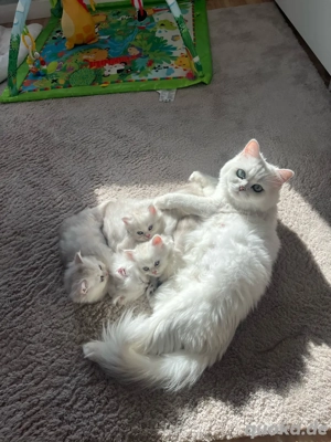 BLH Kitten (mit Stammbaum mütterlicherseits) 