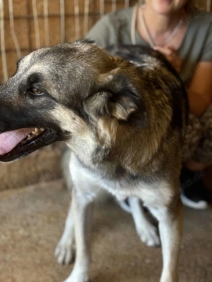 Josha ca. 60 cm   eine Augenweide