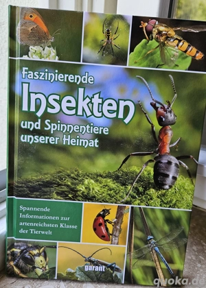 Buch, Insekten 