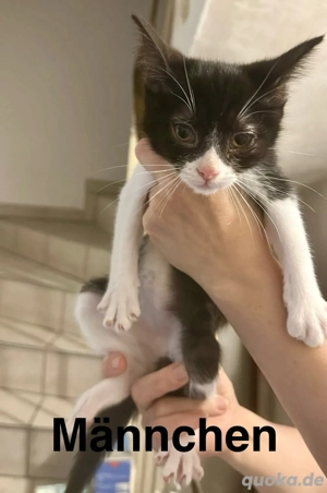 Babykatzen Kitten