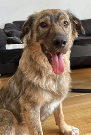 wunderschöne LUKE sucht seine Menschen