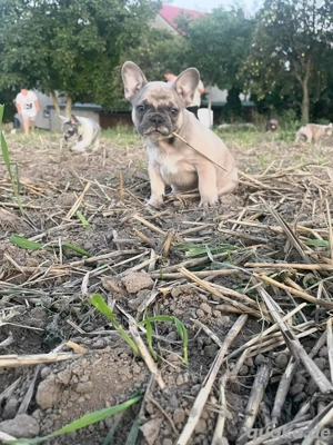 französische Bulldogge 