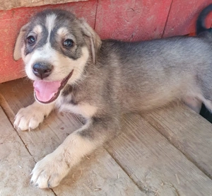 Lima ... Welpenmädchen sucht Familie Bild 2