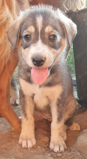 Lima ... Welpenmädchen sucht Familie