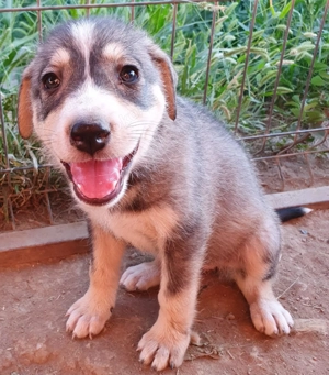 Lima ... Welpenmädchen sucht Familie Bild 3