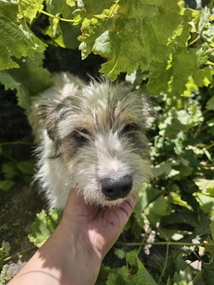 Strolch wartet auf ein Zuhause 