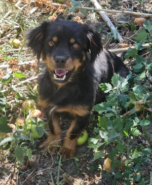 wunderschöne NINYA sucht ein Körbchen