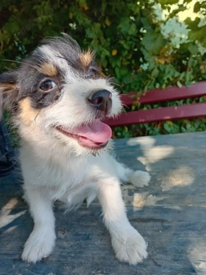 Micky bringt Leben in die Bude