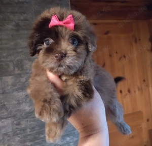 wunderschöne handgroße Bolonka Zwetna Welpen in Schoko TRAUM Winzlinge
